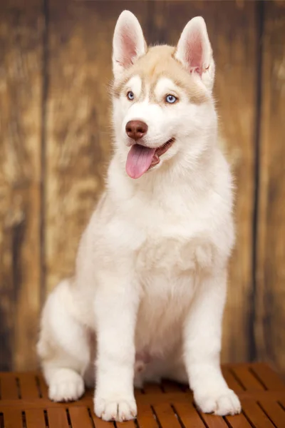 배경에 귀여운 허스키 강아지 — 스톡 사진