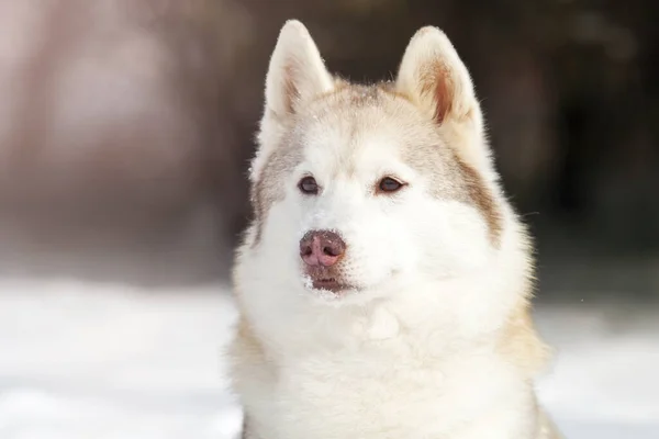 Hermoso Perro Husky Parque Invierno —  Fotos de Stock