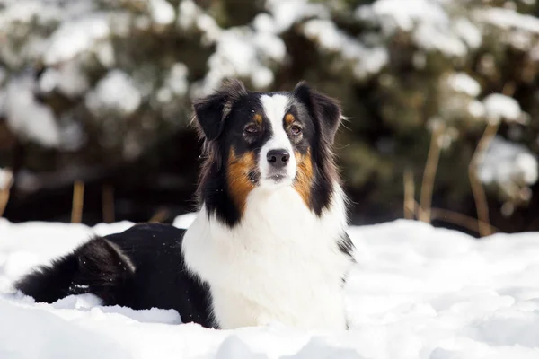 Australian Shepherd Winter Park — Stock Photo, Image