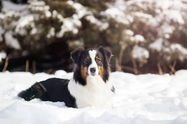 Australian Shepherd Winter Park — Stock Photo, Image