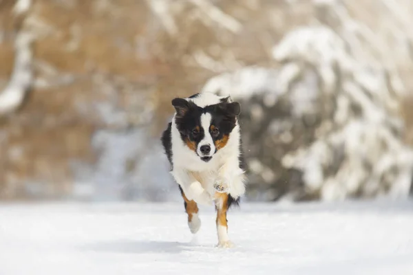 Australischer Schäferhund Winterpark — Stockfoto