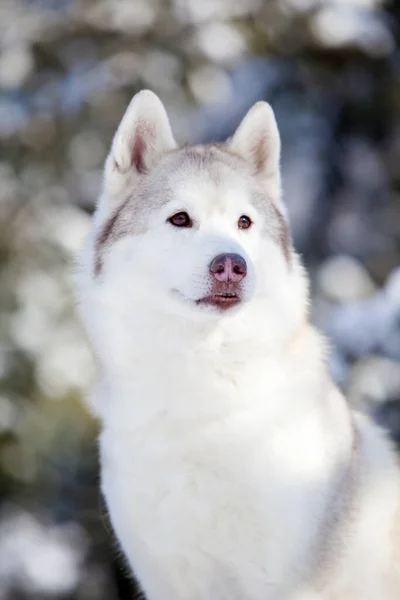 Beautiful Husky Dog Winter Park — Stock Photo, Image