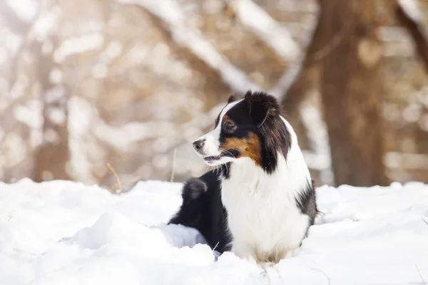 Pastore Australiano Nel Parco Invernale — Foto Stock