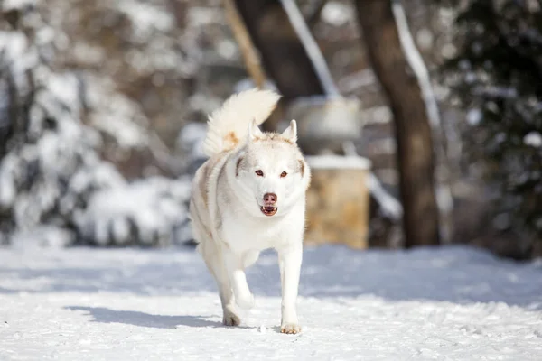 Mooie Husky Hond Winterpark — Stockfoto