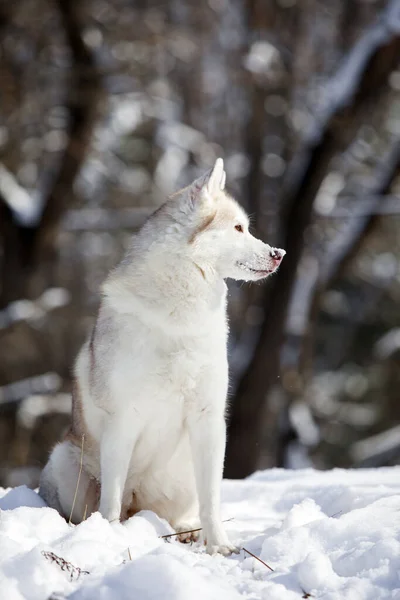 冬の公園にある美しいハスキー犬 — ストック写真