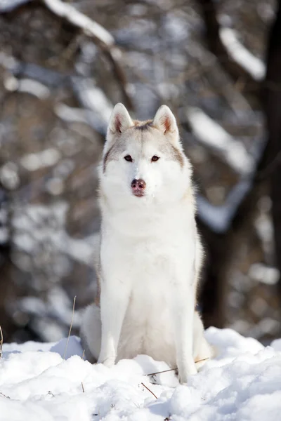 Krásný Husky Pes Zimním Parku — Stock fotografie