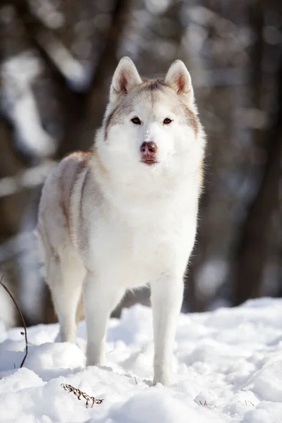 Gyönyörű Husky Kutya Téli Parkban — Stock Fotó