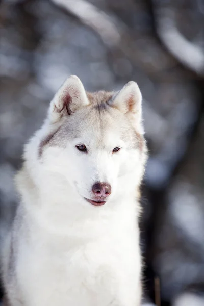 Beau Chien Husky Dans Parc Hiver — Photo