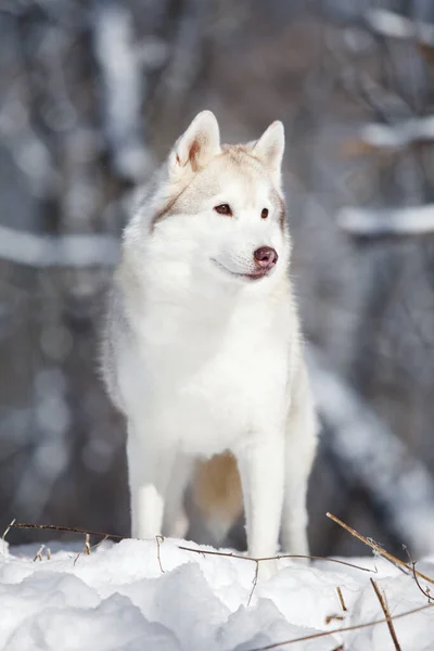 Красива Хаскі Собака Зимовому Парку — стокове фото