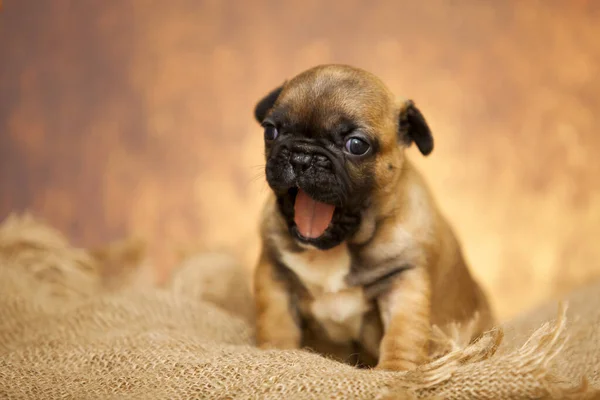 Retrato Interior Cachorro Lindo Pug — Foto de Stock