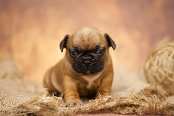 Retrato Interior Filhote Cachorro Bonito — Fotografia de Stock