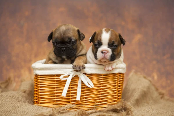 Cachorros Pug Canasta Mimbre Cerca — Foto de Stock