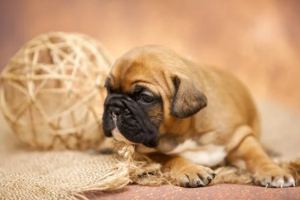 Indoor Portrait Cute Pug Puppy — Stock Photo, Image