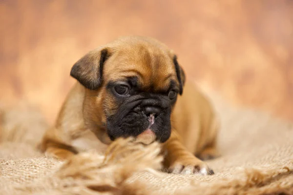 Retrato Interior Cachorro Lindo Pug — Foto de Stock