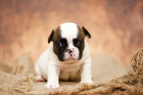 Bedårande Fransk Bulldog Valp — Stockfoto