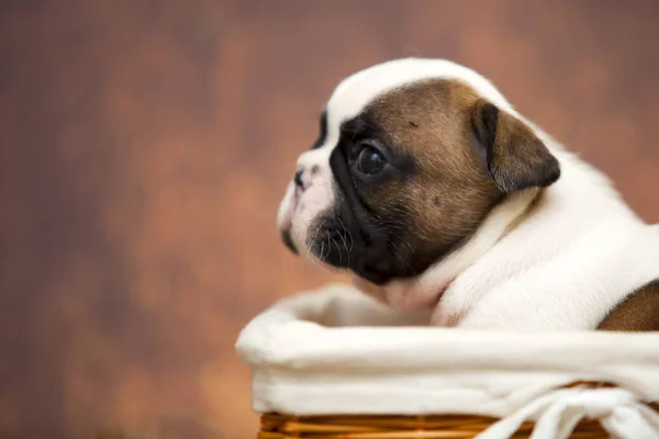 French Bulldog Puppy Wicker Basket — Stock Photo, Image