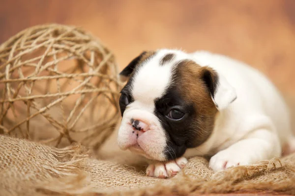 Schattig Franse Bulldog Pup — Stockfoto