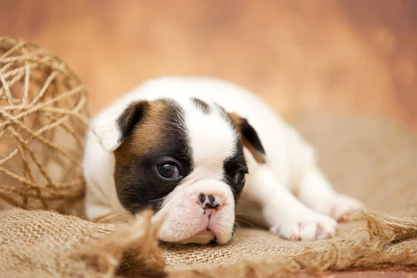 Cachorrinho Bulldog Francês Adorável — Fotografia de Stock