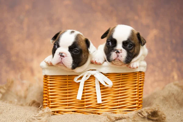 Bouledogue Français Chiots Dans Panier Osier — Photo