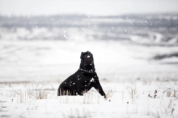 Cane Corso Walking Snowy Field — Stock Photo, Image