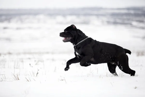 Cane Corso Walking Snowy Field — Stock Photo, Image