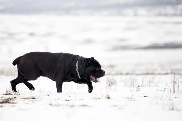 Cane Corso Walking Snowy Field — Stock Photo, Image