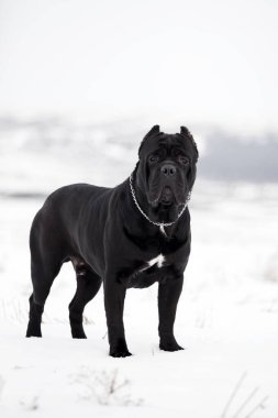 baston korso karlı tarlada yürüyor 