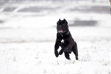 baston korso karlı tarlada yürüyor 