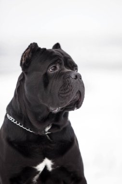 Corso bastonunun açık hava portresini kapat. 