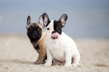 Fransız buldogları sahilde eğleniyor.