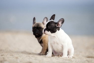 Fransız buldogları sahilde eğleniyor.
