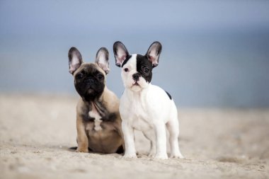 Fransız buldogları sahilde eğleniyor.