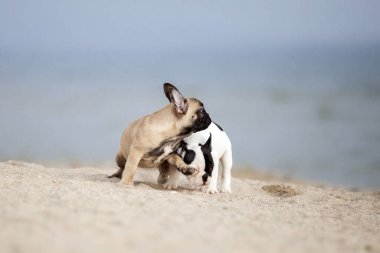Fransız buldogları sahilde eğleniyor.