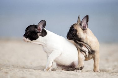 Fransız buldogları sahilde eğleniyor.