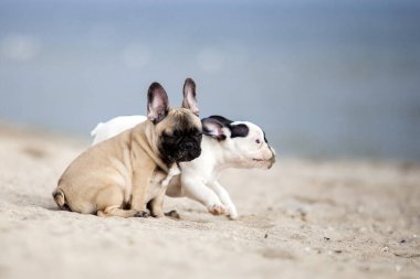 Fransız buldogları sahilde eğleniyor.