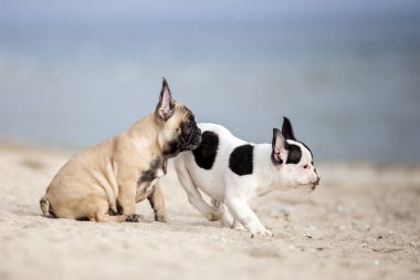 Fransız buldogları sahilde eğleniyor.