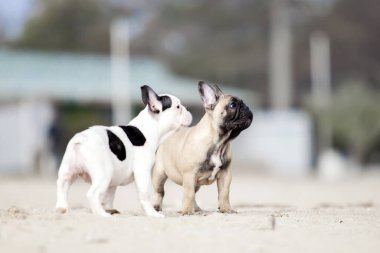 Muhteşem Fransız buldogları sahilde oynuyorlar.