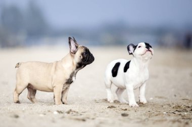 Muhteşem Fransız buldogları sahilde oynuyorlar.