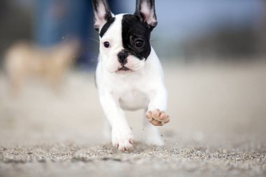 Kumsaldaki sevimli buldog yavrusu.