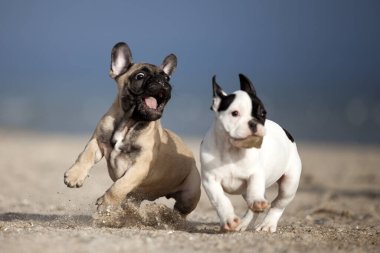Muhteşem Fransız buldogları sahilde oynuyorlar.