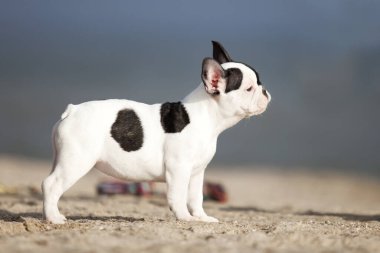 Kumsaldaki sevimli buldog yavrusu.