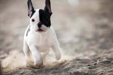 Kumsaldaki sevimli buldog yavrusu.