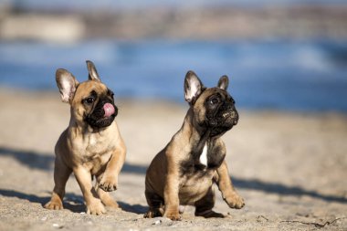 Kumsalda Fransız buldogları