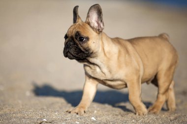 Sahilde Fransız buldozer