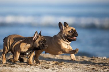 Kumsalda Fransız buldogları
