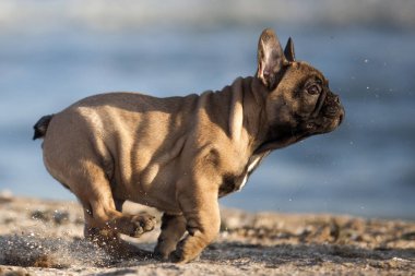 Sahilde Fransız buldozer
