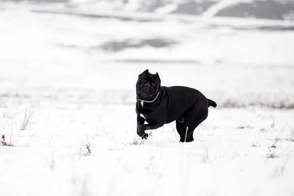 Cane Corso Walking Snowy Field — Stock Photo, Image