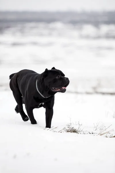 Corso Canne Passeggiando Sul Campo Innevato — Foto Stock