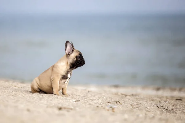 Lindo Bulldog Francés Cachorro Playa — Foto de Stock