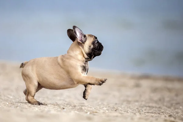 Niedliche Französische Bulldogge Welpen Strand — Stockfoto